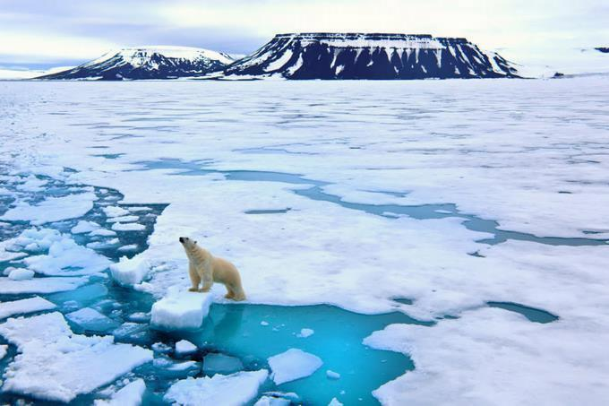 Photo of Nuevo estudio en Canadá suena las alarmas sobre la población de osos polares