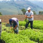 Productores agropecuarios RD buscan garantizar alimentos
