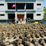 DNCD desmantela otra gran siembra con más de 15 mil plantas de marihuana en Ocoa