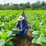República Dominicana reporta 1,359 millones de dólares en exportaciones de tabaco en 2025